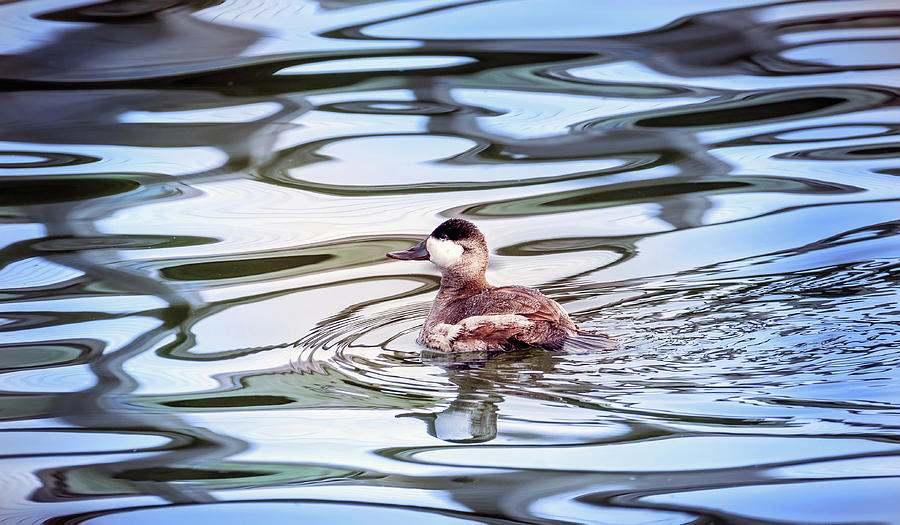 Ruddy Duck swiimming in a pond with Autumn reflections Photograph by Patrick Wolf