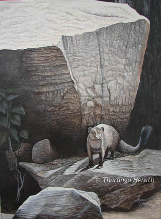 Nature Painting - Ruddy Mongoose by Tharanga Herath