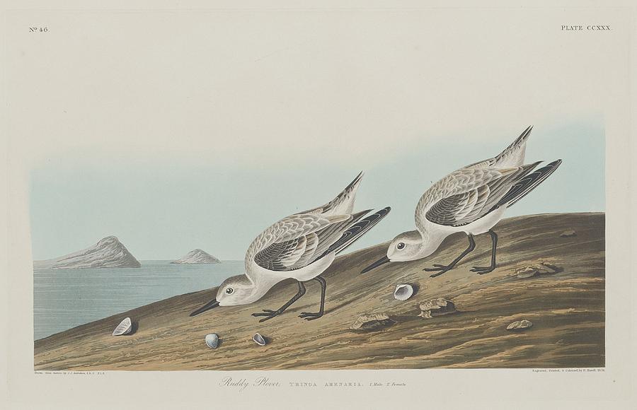 John James Audubon Drawing - Ruddy Plover by Dreyer Wildlife Print Collections 