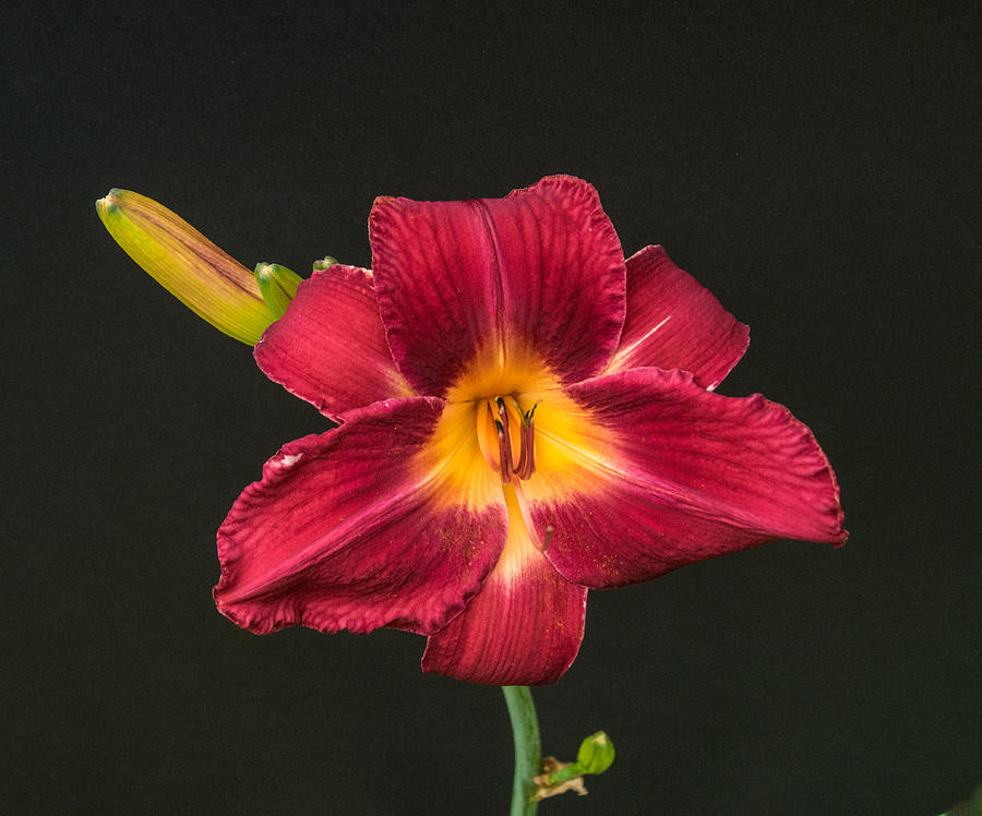 Lily Photograph - Ruddy Red Iris by Douglas Barnett