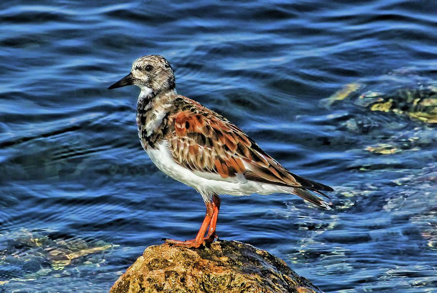 Ruddy Turnstone 2 Photograph by HH Photography of Florida