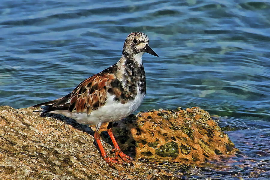 Ruddy Turnstone Photograph by HH Photography of Florida