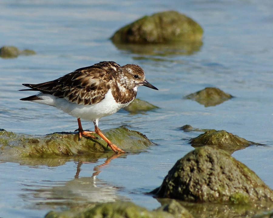 Ruddy Turnstone in His Element Photograph by Dawn Currie