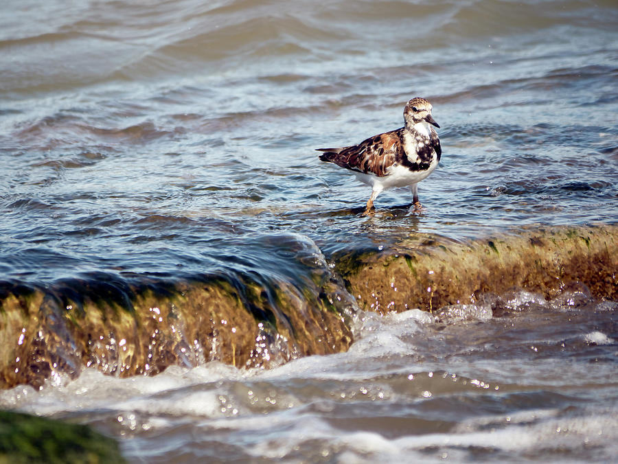 Ruddy Turnstone Photograph by Jerry Connally