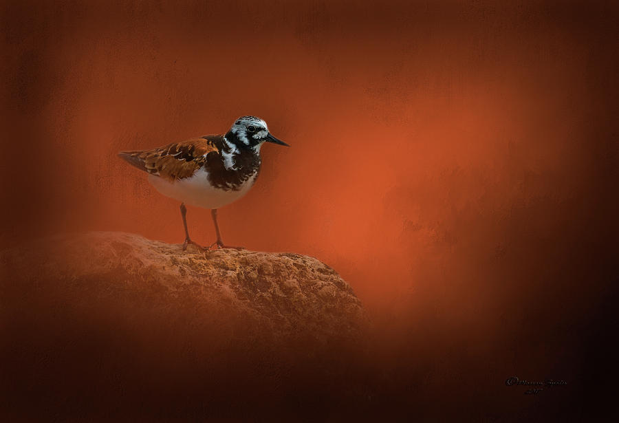 Ruddy Turnstone Photograph by Marvin Spates