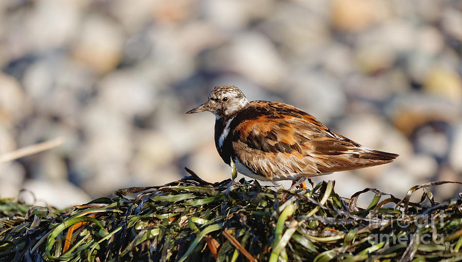 Ruddy Turnstone Photograph - Ruddy Turnstone On Seaweed by Hui Sim Ruddy Turnstone Photograph - Ruddy Turnstone On Seaweed by Hui Sim