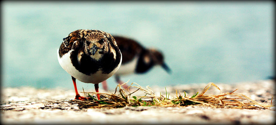 Ruddy Turnstone Seabird Photograph by Susie Weaver