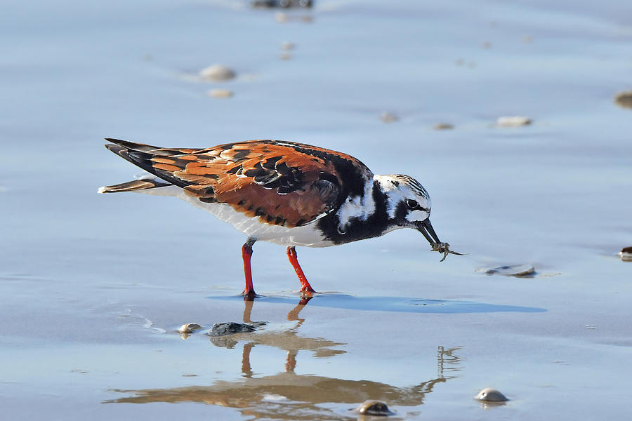 Ruddy Turnstone with Meal Photograph by Alan Lenk