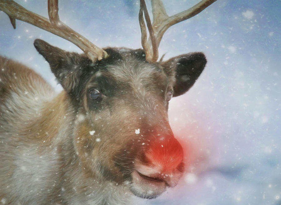 Animal Photograph - Rudolph by Carrie Ann Grippo-Pike