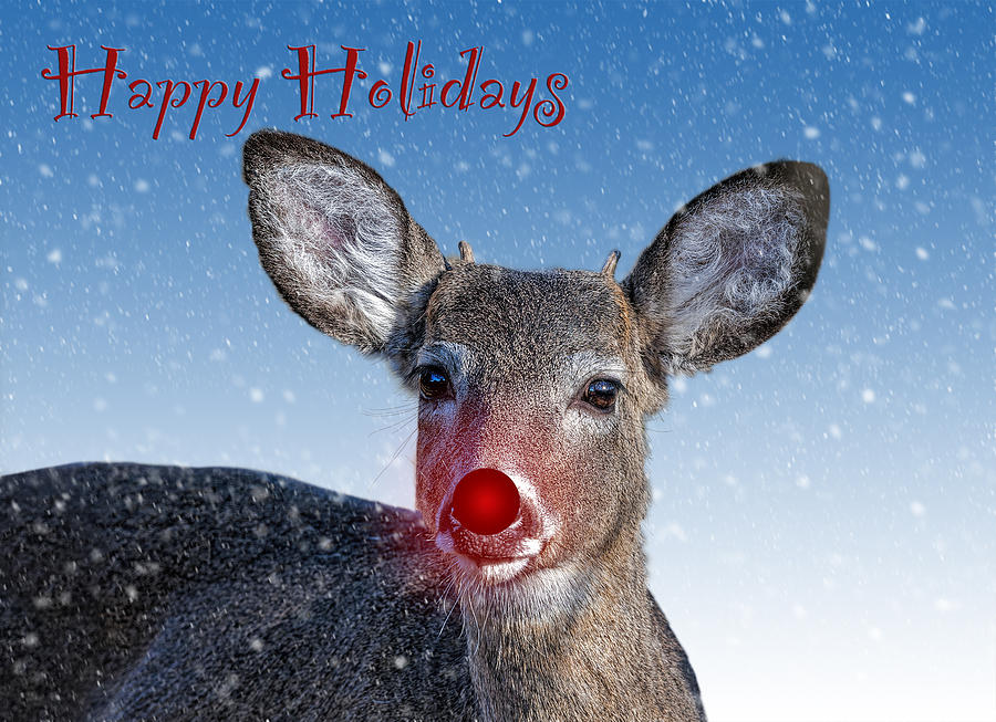 Wildlife Photograph - Rudolph Happy Holidays Card by SharaLee Art