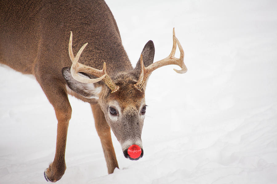 Deer Photograph - Rudolph by Karol Livote