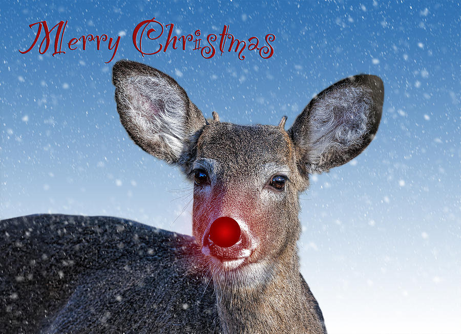 Wildlife Photograph - Rudolph Merry Christmas Card by SharaLee Art