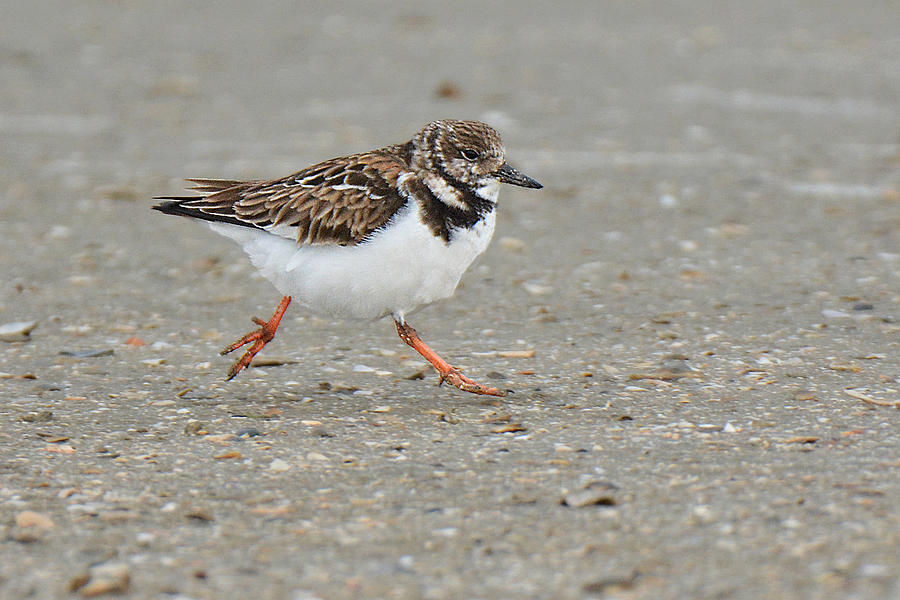 Rudy Turnstone Walking on Air Photograph by Alan Lenk