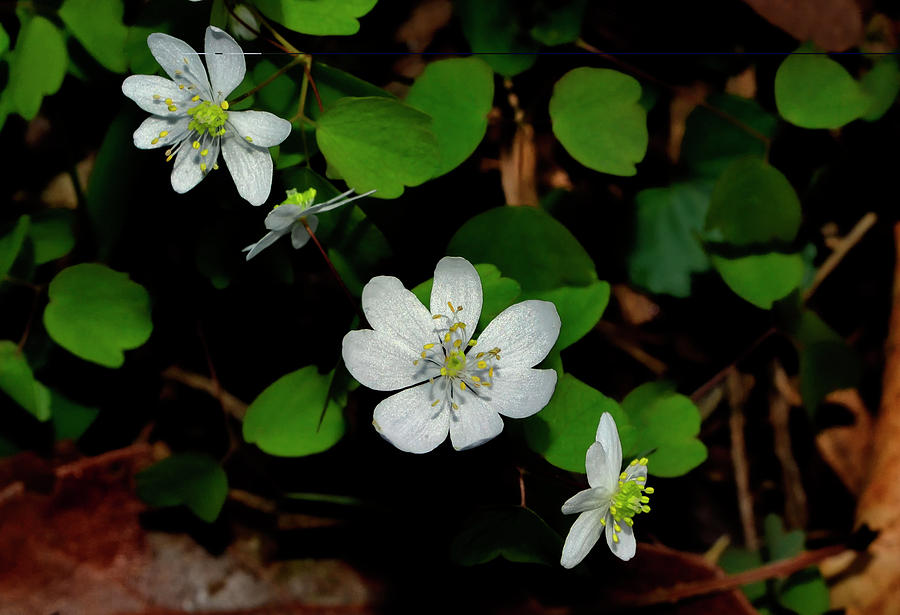 Rue Anemone - Anemonella thalictroides 001 Photograph by George Bostian