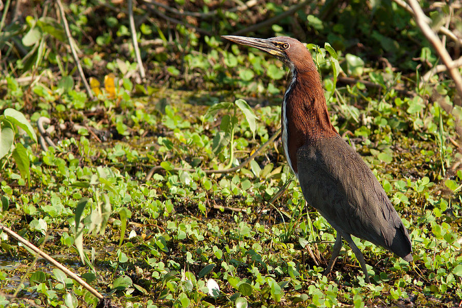 Rufescent Tiger Heron Photograph by Aivar Mikko
