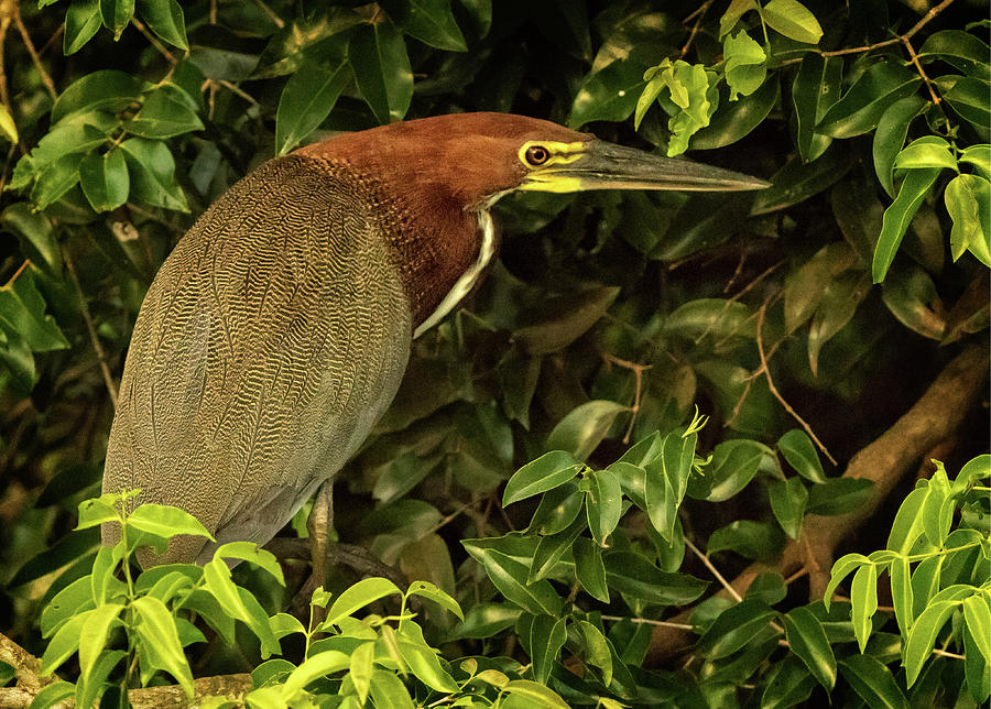Rufescent Tiger Heron in Brazil Photograph by Steven Upton