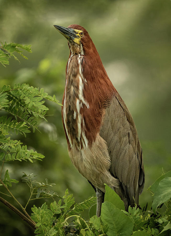 Rufescent Tiger Heron in the Pantanal, Brazil Photograph by Steven Upton