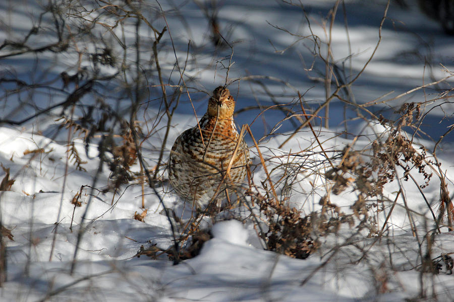 Ruffed Grouse Photograph by Brook Burling