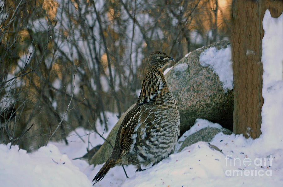 Ruffed Grouse Photograph by Cindy Murphy - NightVisions