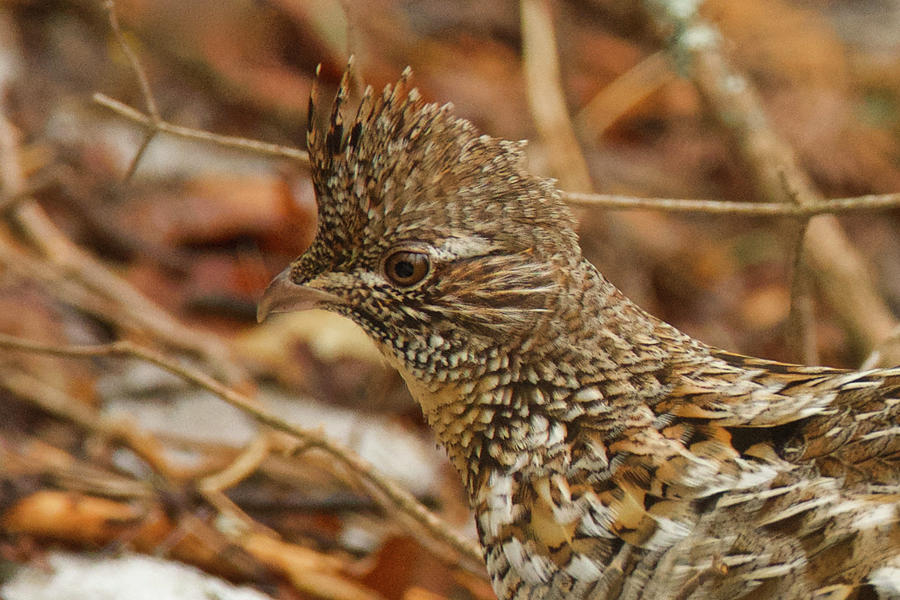 Ruffed Grouse Detail Photograph by Michael Peychich