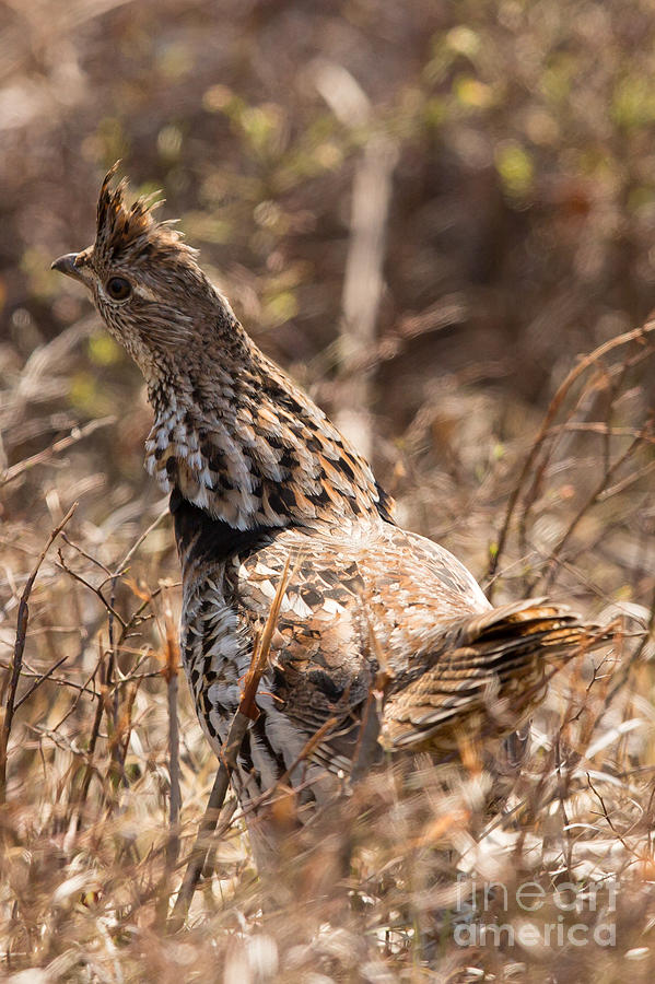 Nature Photograph - Ruffed Grouse Gets Rough by Natural Focal Point Photography
