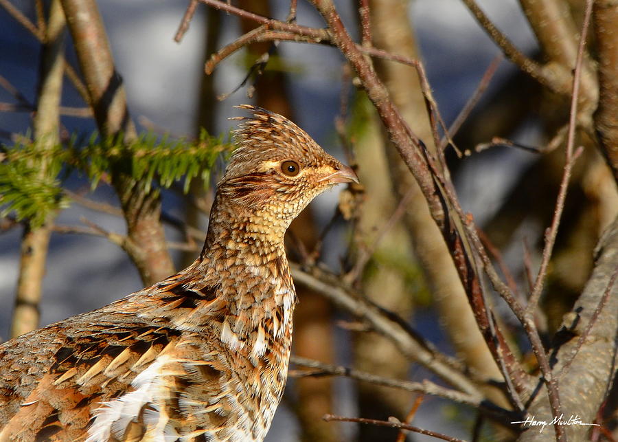 Ruffed Grouse Photograph by Harry Moulton