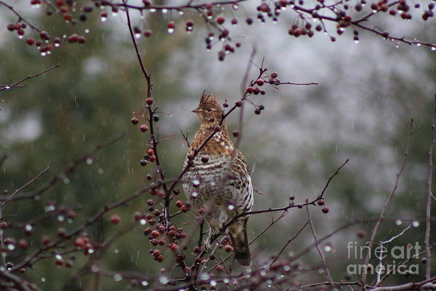 Ruffed Grouse in Burke Vermont Photograph by Neal Eslinger