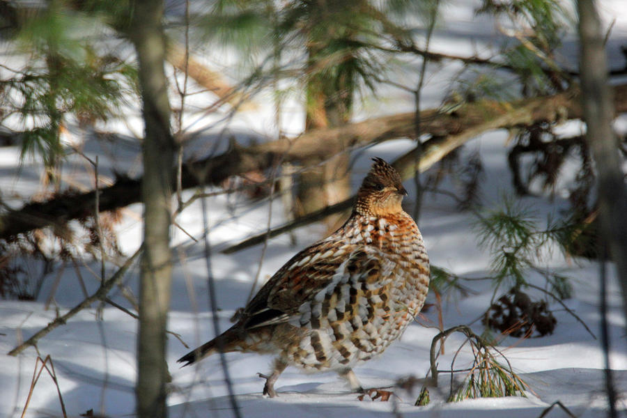Ruffed Grouse In Winter Photograph by Brook Burling