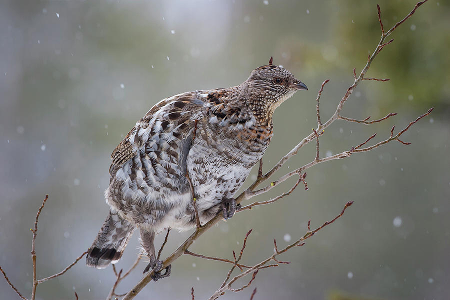 Ruffed Grouse in Winter Snow Photograph by Mark Miller