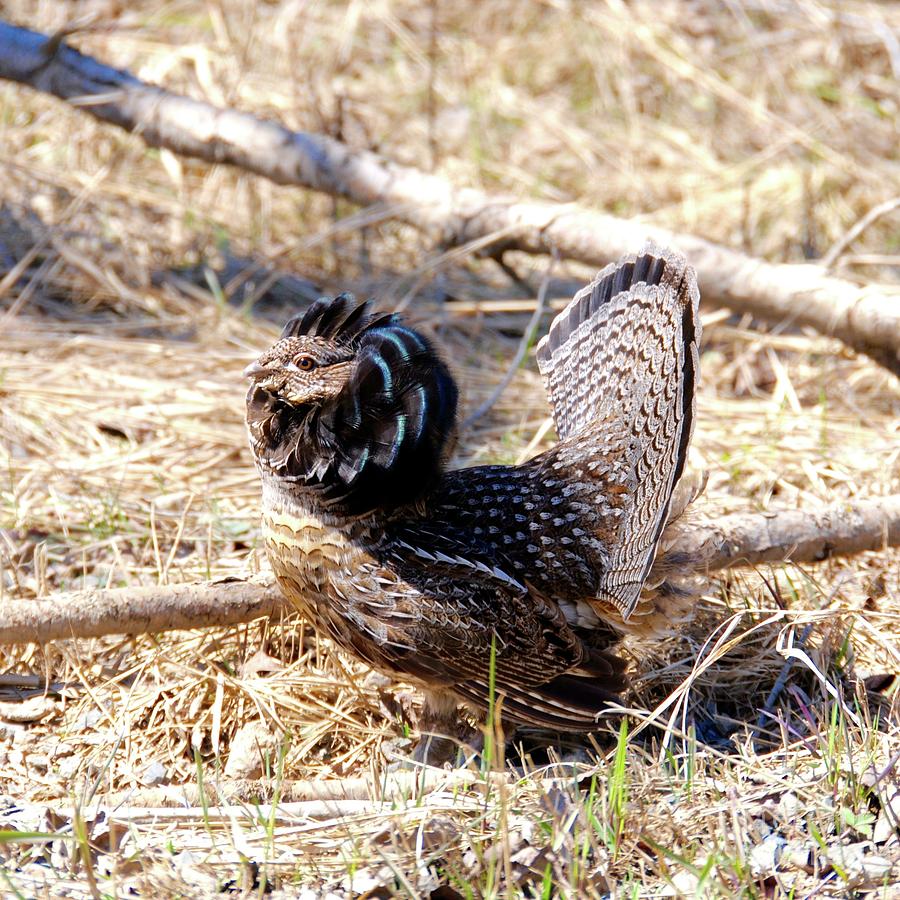 Ruffed Grouse Strutting Photograph by Sandra Updyke