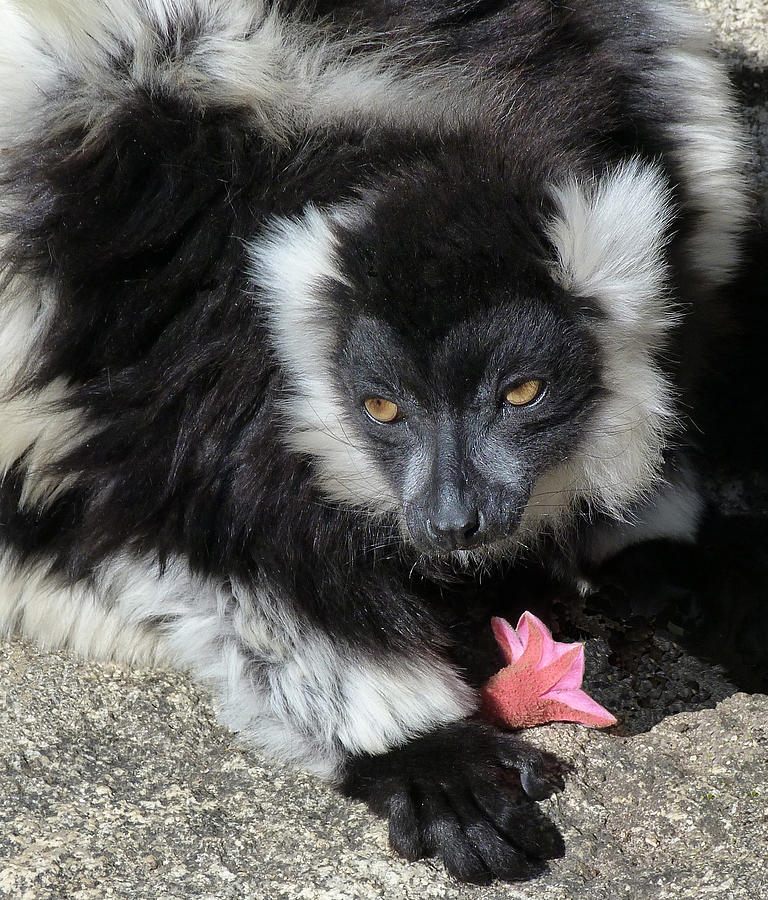 Ruffed Lemur With Pink Flower Photograph by Margaret Saheed