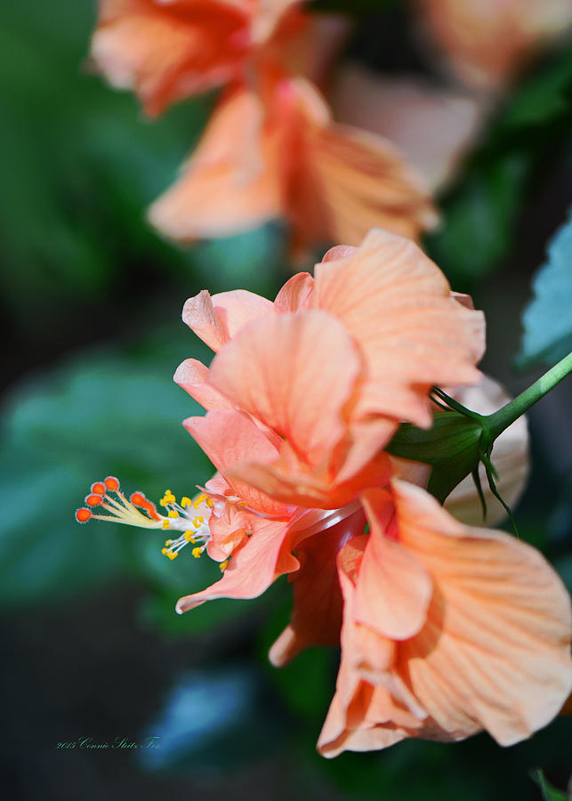 Ruffled Apricot Hibiscus Flower Photograph by Connie Fox