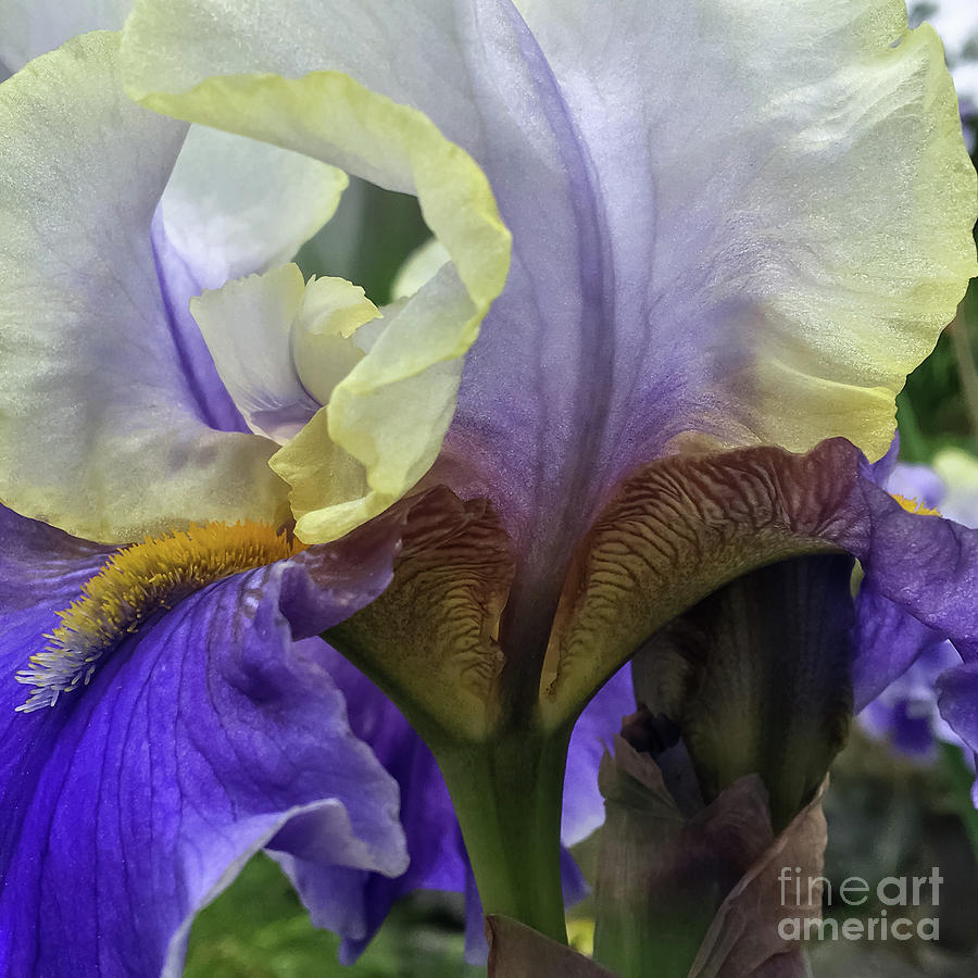 Iris Photograph - Ruffled Beauty 3 by Jill Greenaway
