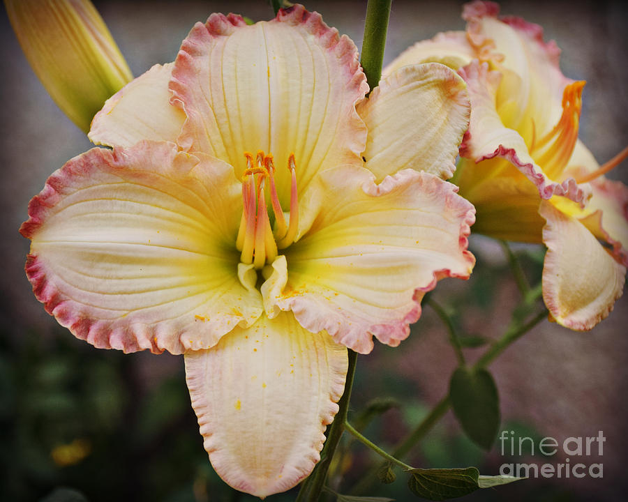 Ruffled Beauty Photograph by Kathy M Krause