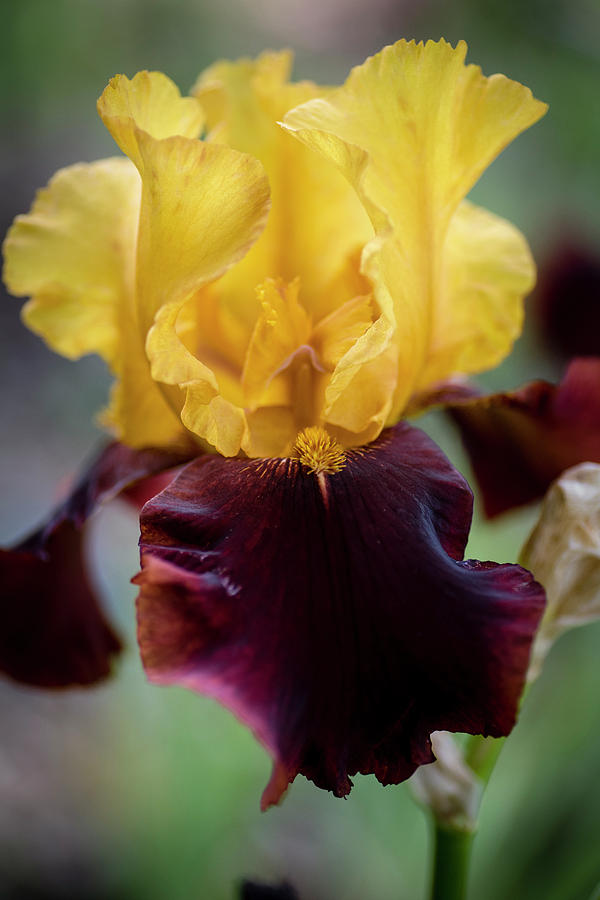 Iris Photograph - Ruffled Beauty by KG Photography