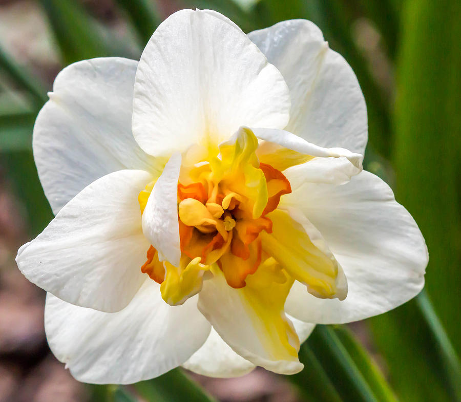 Ruffled Daffodil Photograph by Cathy Donohoue