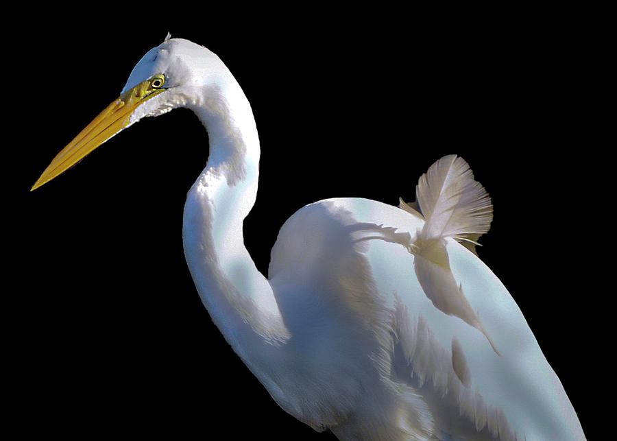 Egret on Black Background Photograph by Cordia Murphy