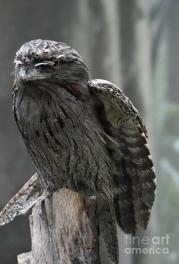 Ruffled Feathers and Partially Extended Wing on a Frogmouth Photograph by DejaVu Designs