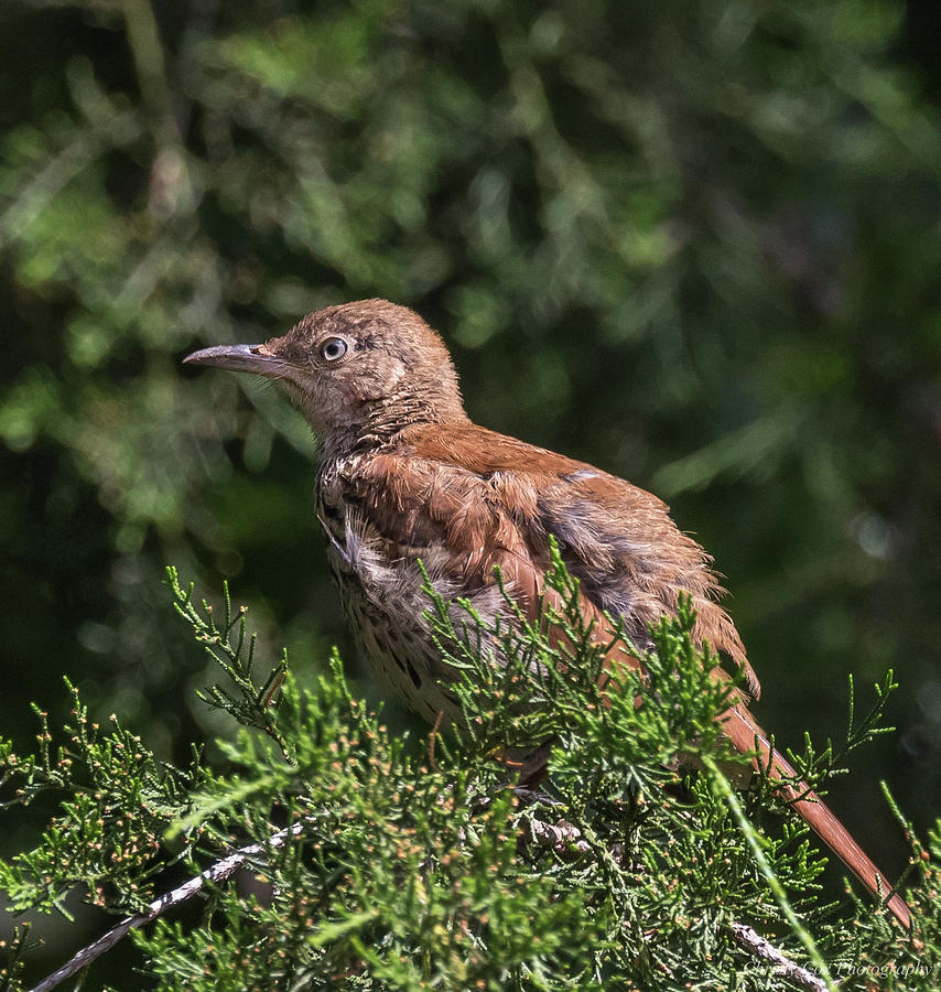 Ruffled Feathers, Juvenile Brown Thrasher, Toxostoma rufum Photograph by Christy Cox