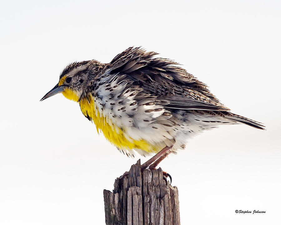 Ruffled Feathers Meadowlark Photograph by Stephen Johnson