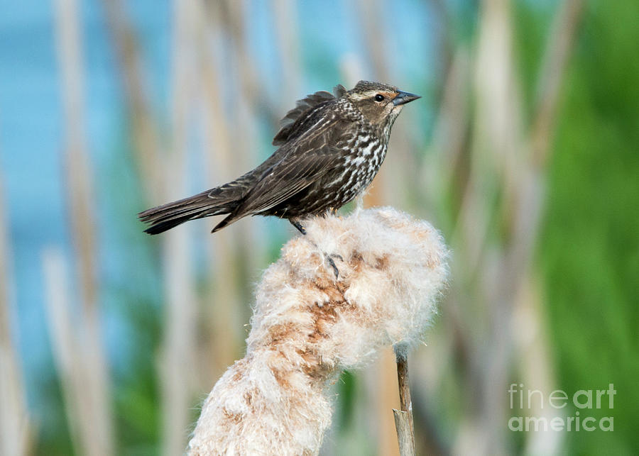 Ruffled Blackbird Feathers Photograph by Michael Dawson
