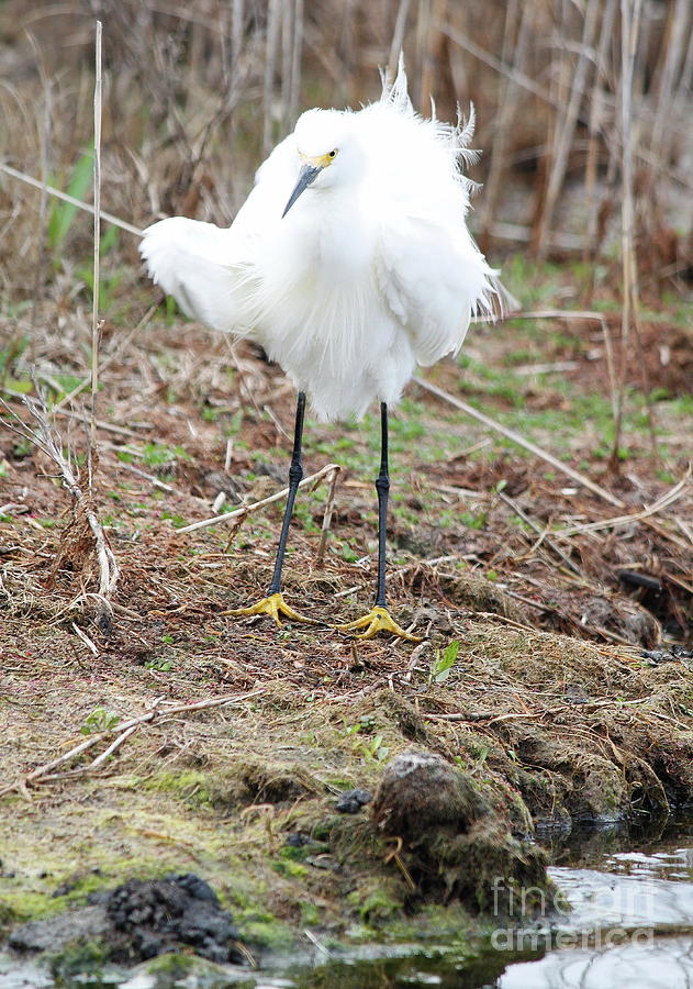  https://images.fineartamerica.com/images/artworkimages/mediumlarge/1/ruffled-feathers-snowy-egret-matthew-karns.jpg    