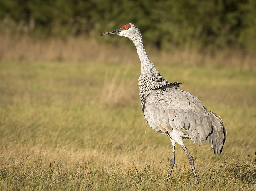 Crane Photograph - Ruffled Feathers by Thomas Young