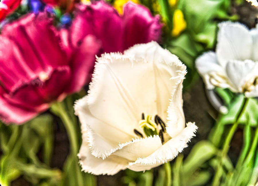 Ruffled Frilled Parrot Tulips Photograph by John Amelia | Fine Art America