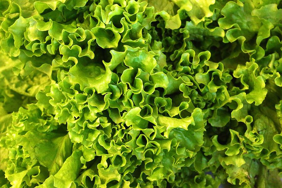 Ruffled Green Lettuce Photograph by Polly Castor