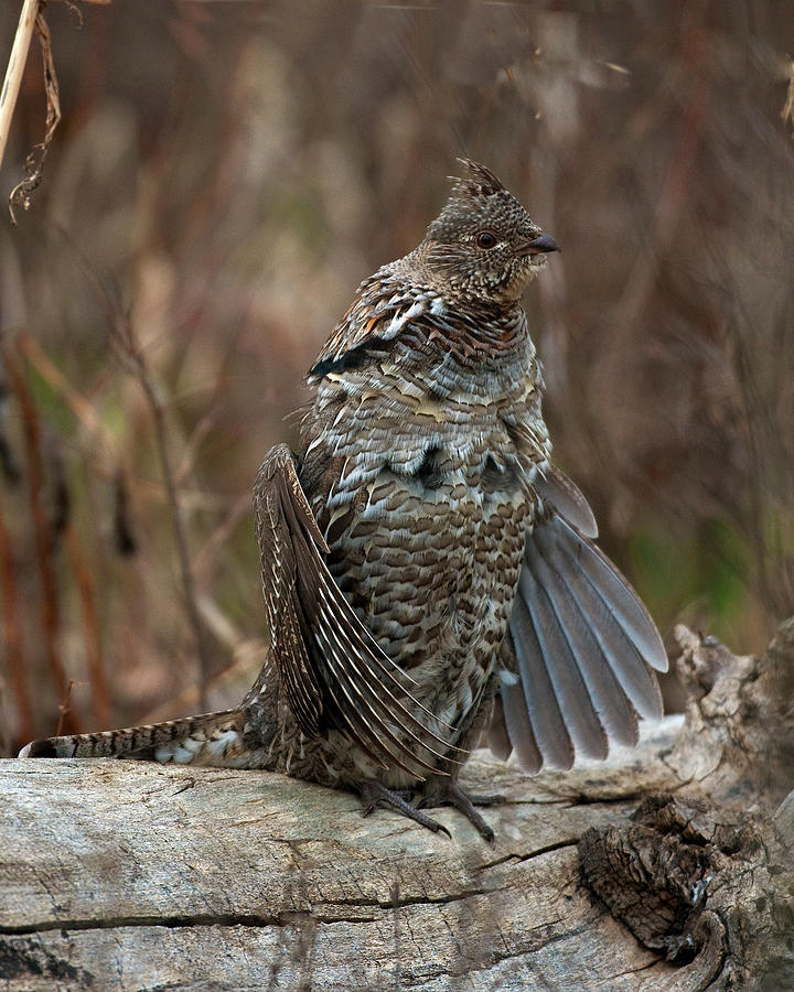 Yellowstone National Park Photograph - Ruffled Grouse drumming by Gary Langley