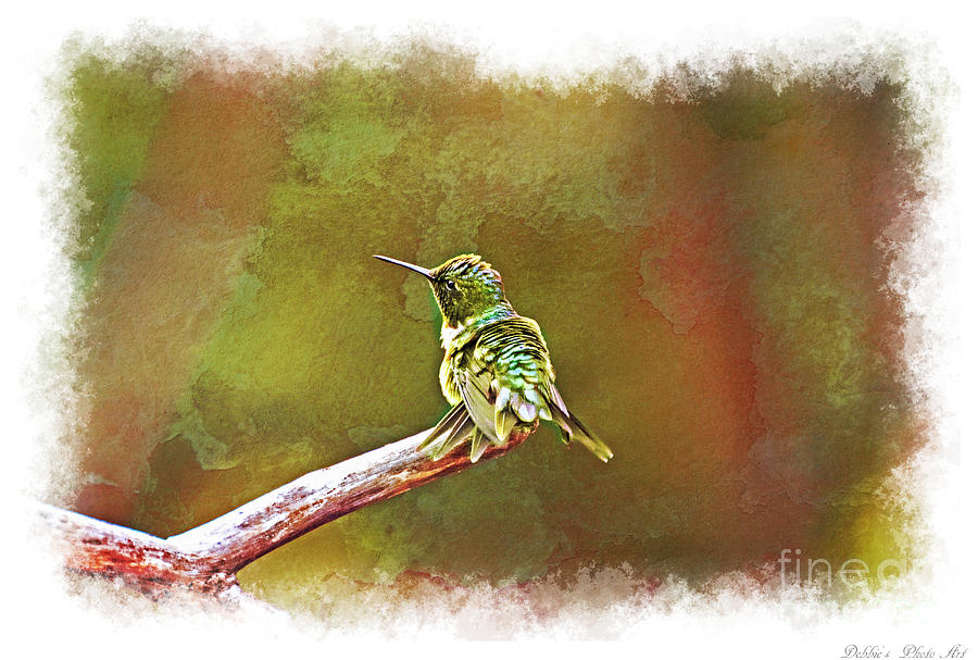 Ruffled Hummingbird 2 Photograph by Debbie Portwood