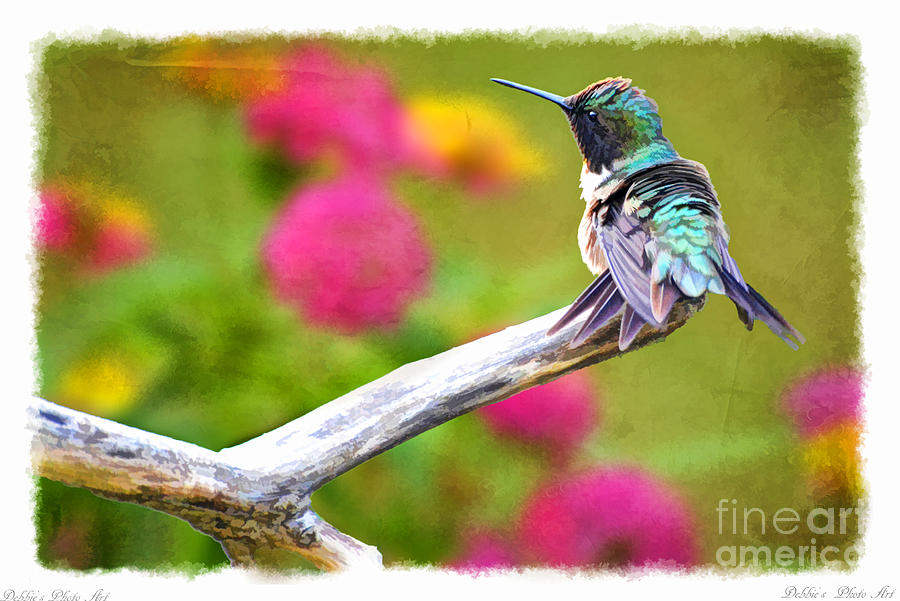 Ruffled Hummingbird - Digital Paint 1 Photograph by Debbie Portwood