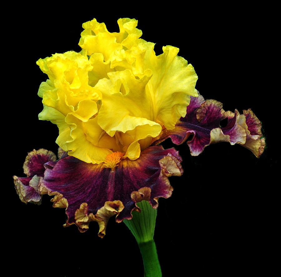 Ruffled Iris Photograph by Dave Mills