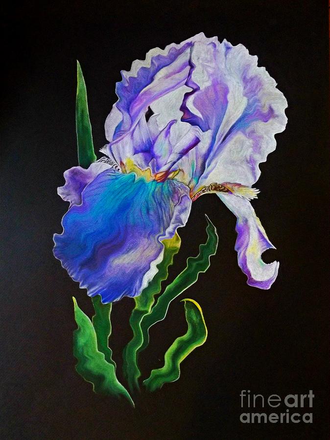 Ruffled Iris Drawing by David Neace